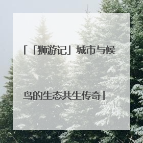 「狮游记」城市与候鸟的生态共生传奇