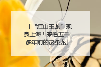 “红山玉龙”现身上海！来看五千多年前的这条龙