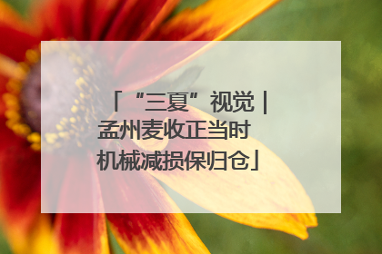“三夏”视觉｜孟州麦收正当时 机械减损保归仓