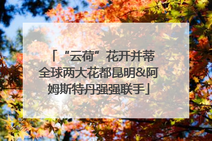 “云荷”花开并蒂 全球两大花都昆明&阿姆斯特丹强强联手