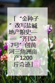 “金种子”改写盐碱地产粮史——“齐民27号”创黄河三角洲亩产1200斤奇迹