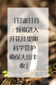 甘肃甘谷：辣椒进入开花挂果期 科学管护确保大田丰收