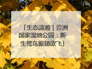 生态潇湘｜萱洲国家湿地公园：新生鹭鸟振翅欲飞