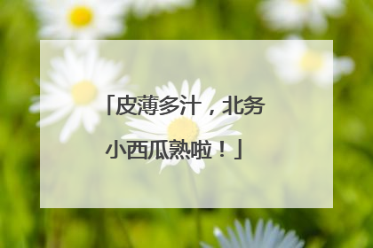 皮薄多汁，北务小西瓜熟啦！