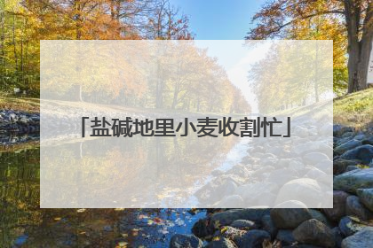 盐碱地里小麦收割忙