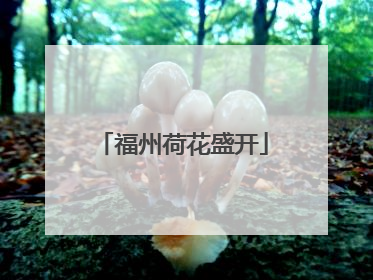 福州荷花盛开