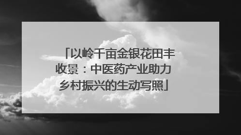 以岭千亩金银花田丰收景：中医药产业助力乡村振兴的生动写照