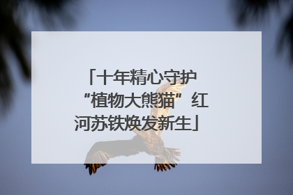 十年精心守护 “植物大熊猫”红河苏铁焕发新生