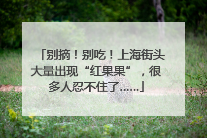 别摘！别吃！上海街头大量出现“红果果”，很多人忍不住了……