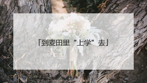 到麦田里“上学”去