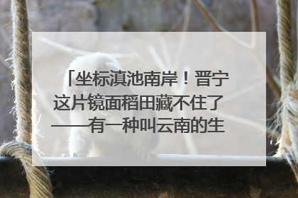 坐标滇池南岸！晋宁这片镜面稻田藏不住了——有一种叫云南的生活之365天