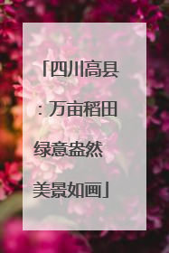 四川高县：万亩稻田绿意盎然 美景如画