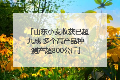山东小麦收获已超九成 多个高产品种测产超800公斤
