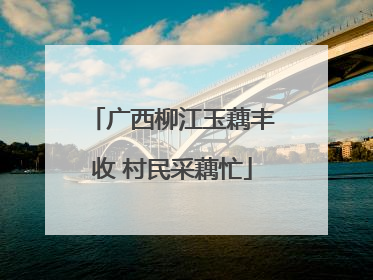 广西柳江玉藕丰收 村民采藕忙