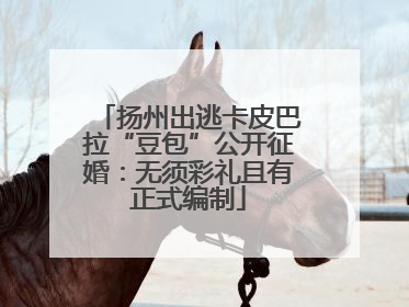 扬州出逃卡皮巴拉“豆包”公开征婚：无须彩礼且有正式编制