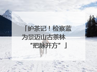 护茶记！检察蓝为景迈山古茶林 “把脉开方”