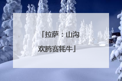 拉萨：山沟欢腾赛牦牛