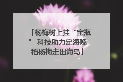 杨梅树上挂“宝瓶” 科技助力定海晚稻杨梅走出海岛