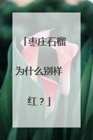 枣庄石榴为什么别样红？