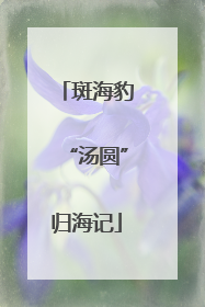 斑海豹“汤圆”归海记