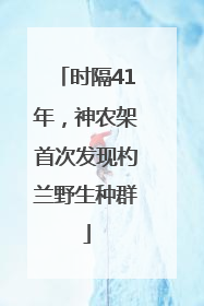 时隔41年，神农架首次发现杓兰野生种群