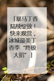 暴马丁香陆续绽放！快来观赏，冰城最美丁香季“终极大招”