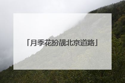月季花扮靓北京道路