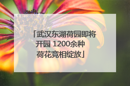 武汉东湖荷园即将开园 1200余种荷花竞相绽放