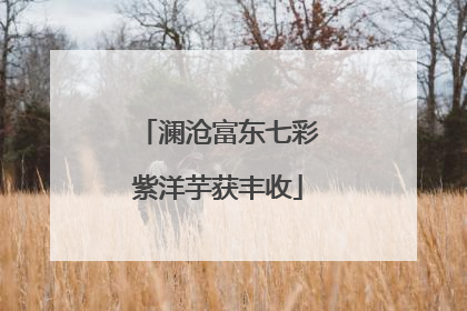 澜沧富东七彩紫洋芋获丰收