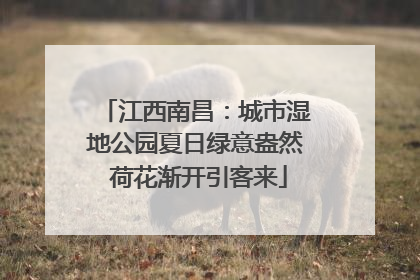 江西南昌：城市湿地公园夏日绿意盎然 荷花渐开引客来