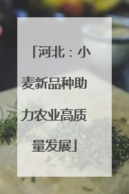 河北：小麦新品种助力农业高质量发展