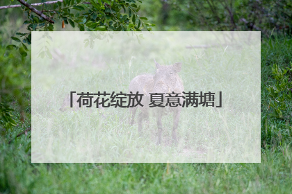 荷花绽放 夏意满塘