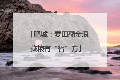 肥城：麦田翻金浪藏粮有“智”方