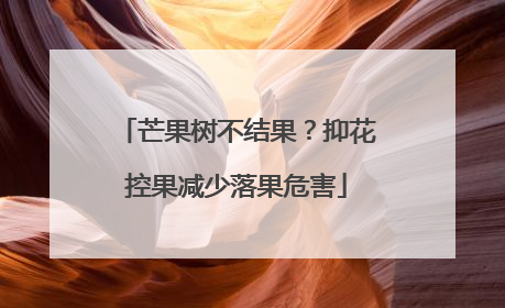 芒果树不结果？抑花控果减少落果危害