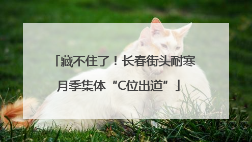 藏不住了！长春街头耐寒月季集体“C位出道”
