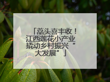藠头喜丰收！江西莲花小产业撬动乡村振兴“大发展”