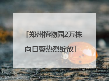 郑州植物园2万株向日葵热烈绽放