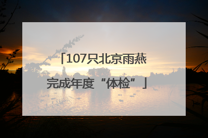 107只北京雨燕完成年度“体检”