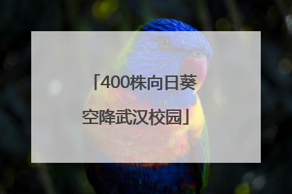 400株向日葵空降武汉校园