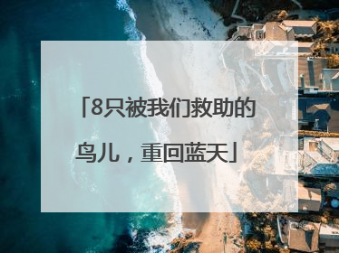 8只被我们救助的鸟儿，重回蓝天